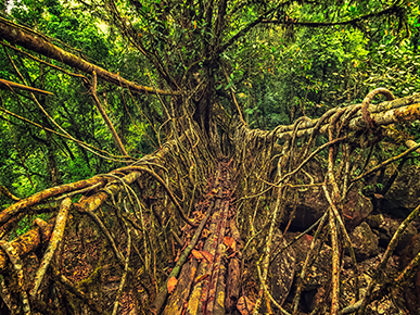 The Sacred Forest of Mawphlong, Meghalaya