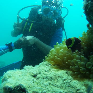 Under the Sea - Scuba Dive at Havelock