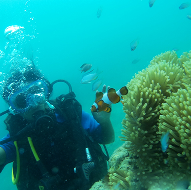 Under the Sea - Scuba Dive at Havelock