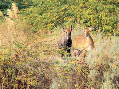 Marwar to Mewar - The lesser travelled road