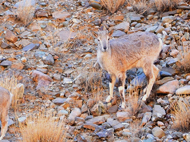 Observing the endangered Himalayan wildlife in Ladakh, in winters!