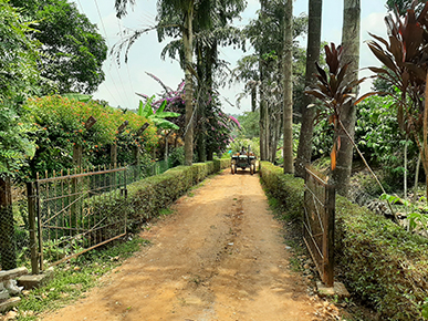 Kanchigar Estate Homestay - Where coffee is a way of life!