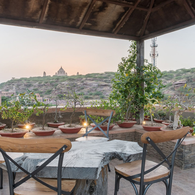 Almond Tree, Jodhpur