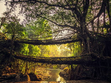 The Sacred Forest of Mawphlong, Meghalaya