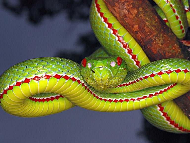 Nature Trails & Wildlife Encounters