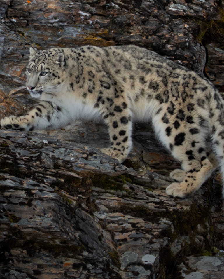 In Pursuit of Ghost across Ladakh