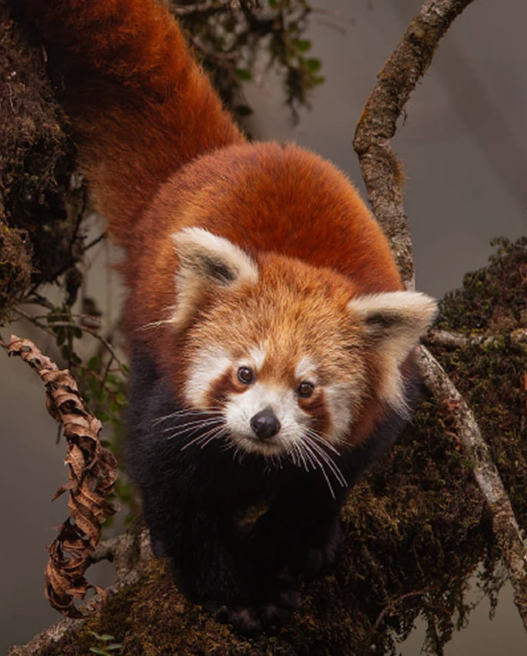 Red Panda Expedition