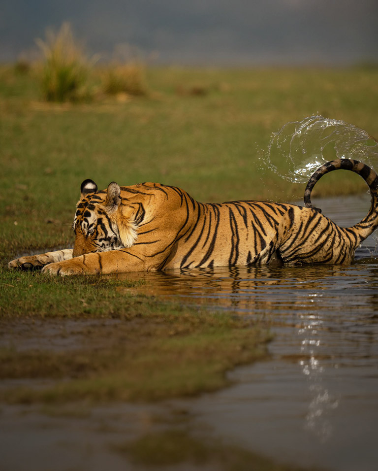 Sudhir Shivaram - Wildlife Photography Experience