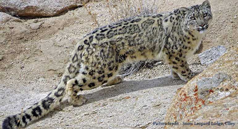 snow-leopard