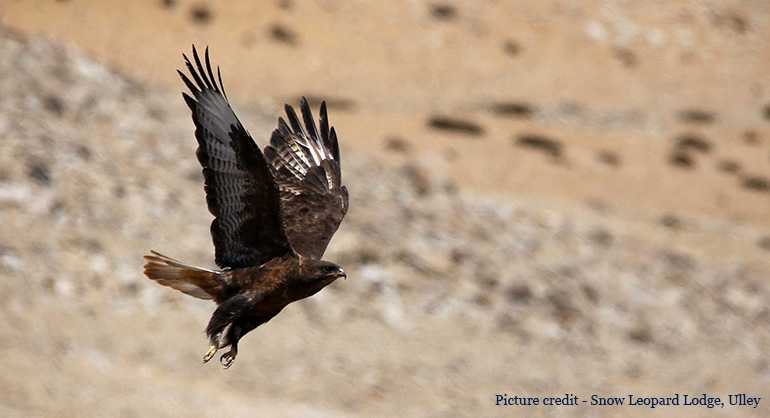 upland-buzzard