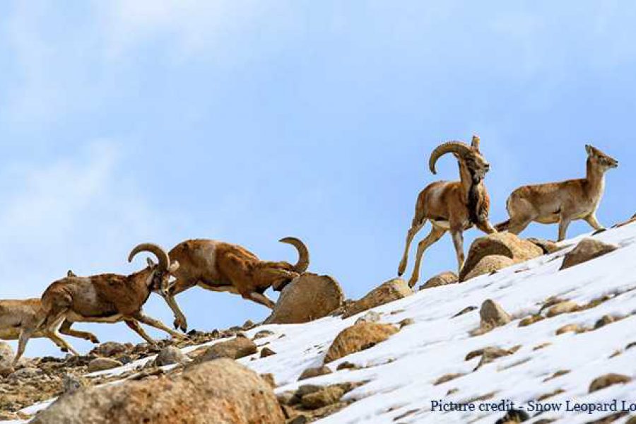 Experiencia invernal – La fauna del Himalaya en peligro de extinción en Ladakh