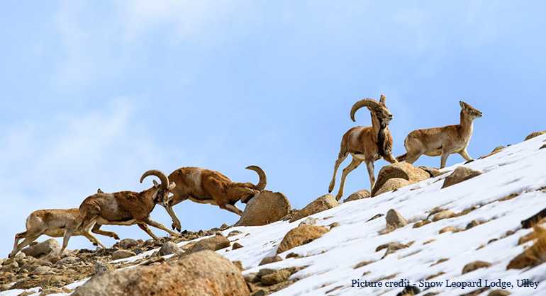 Snow Leopard Lodge pic - Urial herd