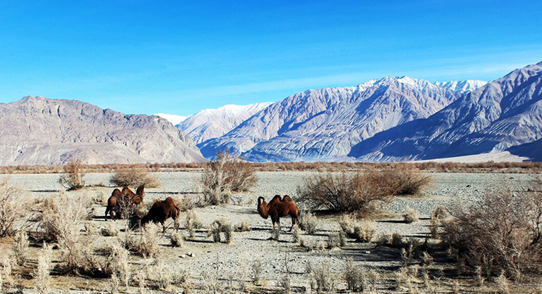 Bactrian camels