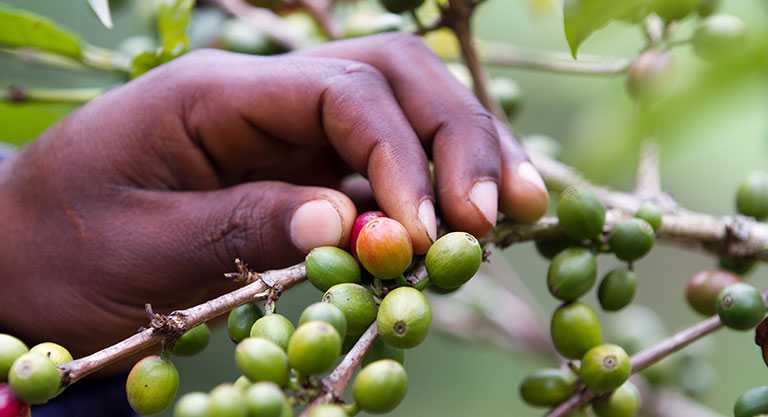 Chikamagalur y el café – El romance aromático