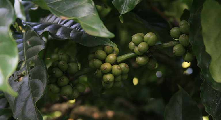 chikamagalur-and-coffee4