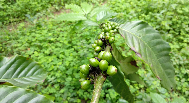 chikamagalur-and-coffee5