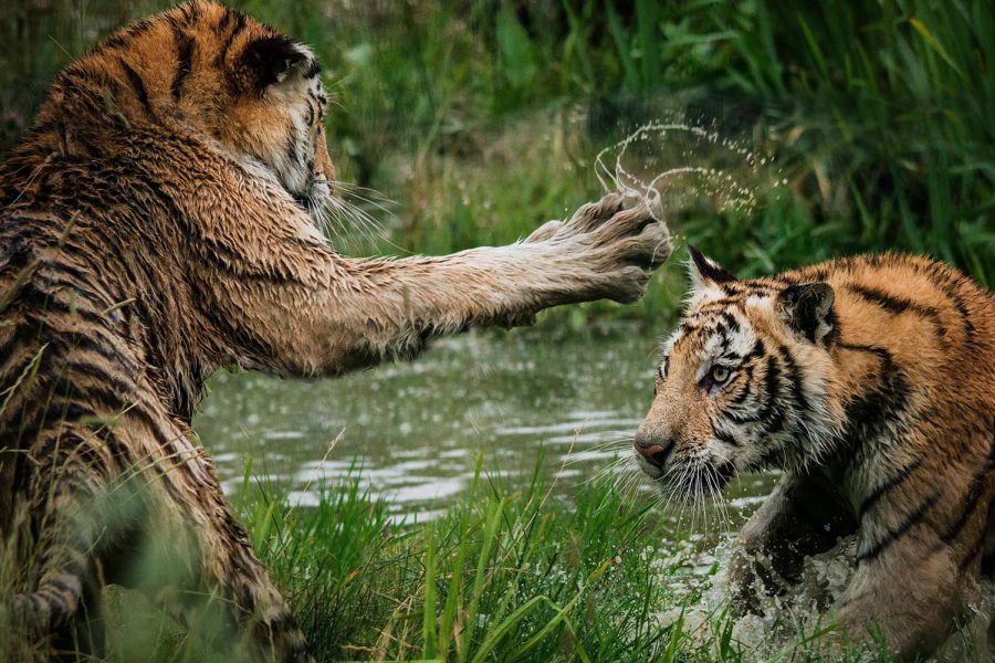 Oltre le tigri… Oltre la fauna selvatica