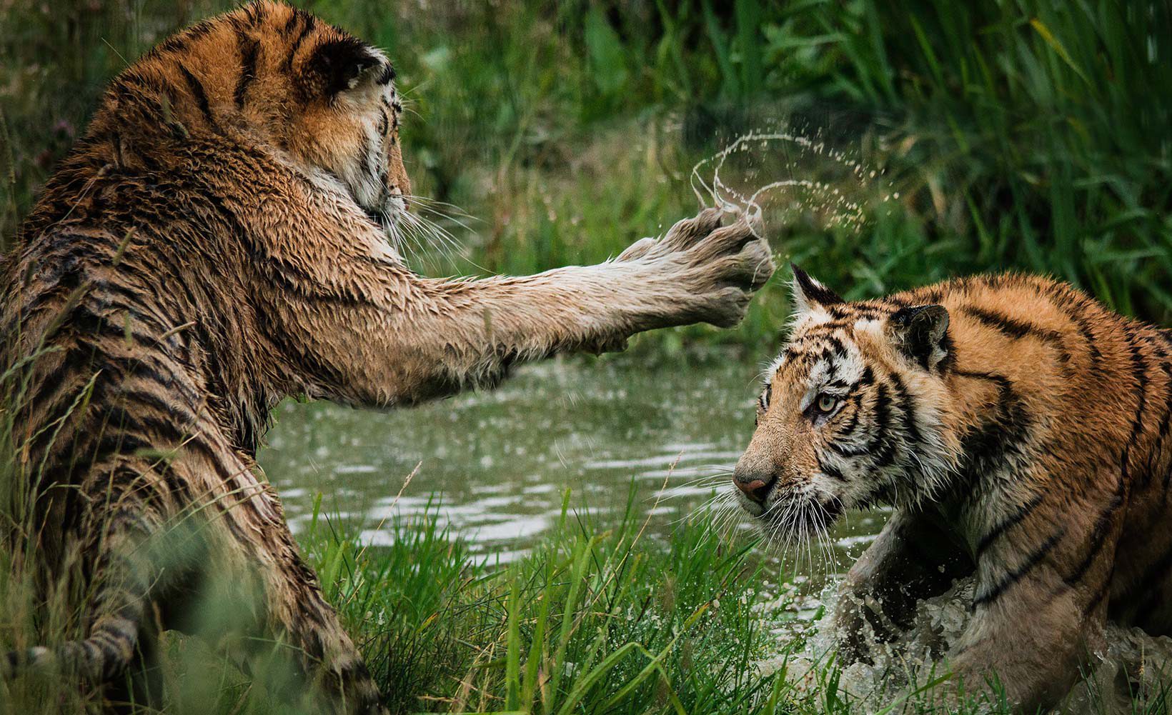 Jenseits der Tiger… Jenseits der Wildtiere
