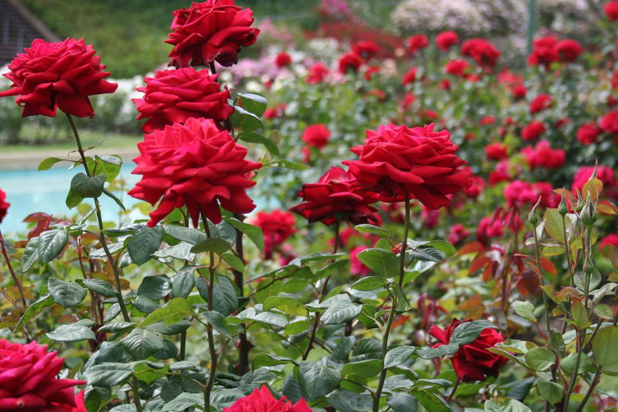 Chandigarh ospiterà il Rose Festival dal 28 febbraio