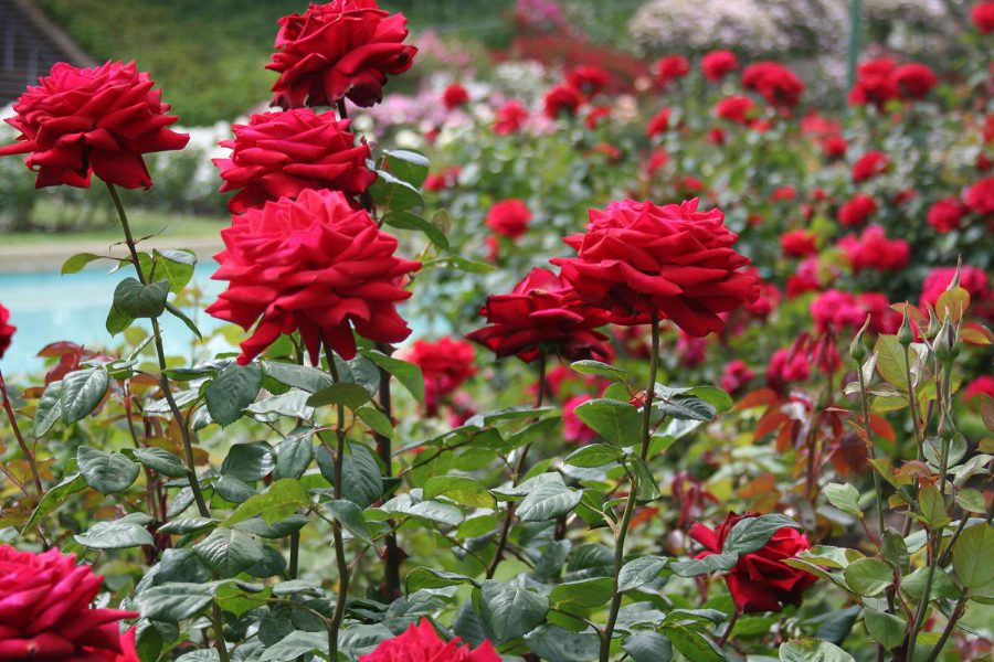 Chandigarh acogerá la Fiesta de la Rosa a partir del 28 de febrero