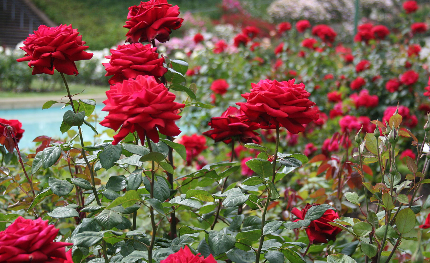 Ab 28. Februar findet in Chandigarh das Rosenfestival statt
