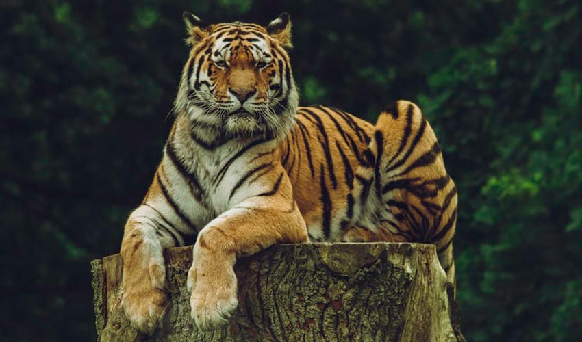 Международный день тигра: Знаете ли вы эти факты о тиграх? - Sita Travels