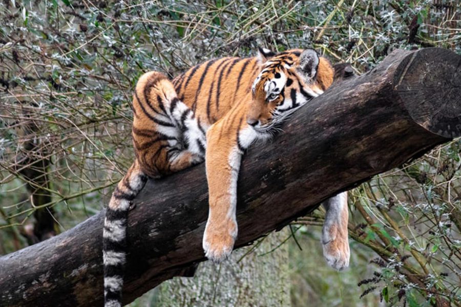 Dia Internacional do Tigre: Conhecia estes factos sobre os Tigres?