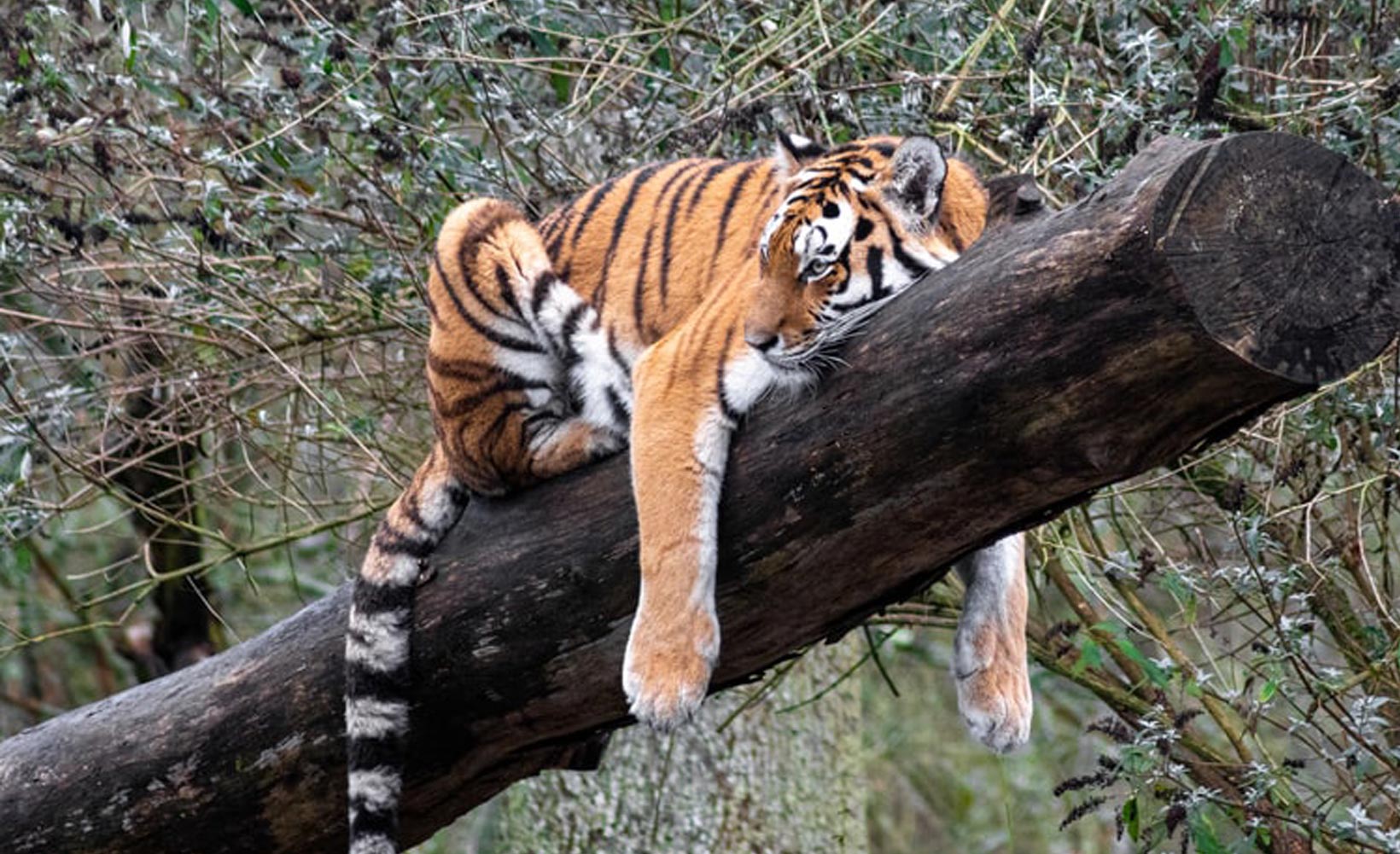 Internationaler Tag des Tigers: Kennen Sie diese Fakten über Tiger?