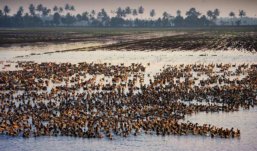 Kerala backwater cruise