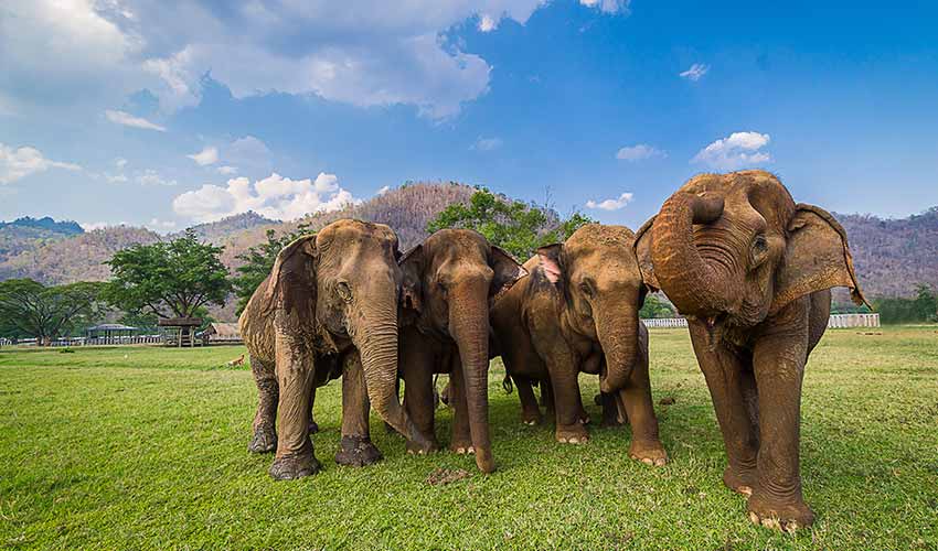 Viagem pela vida selvagem no Sri Lanka