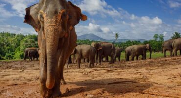 Wildlife-in-Sri-Lanka