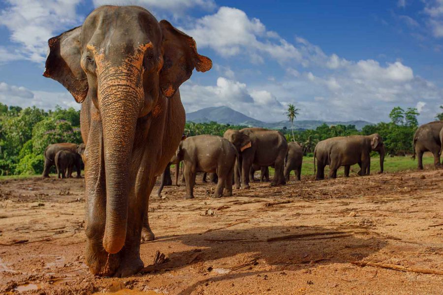 Устойчивая история – сохранение дикой природы на Шри-Ланке