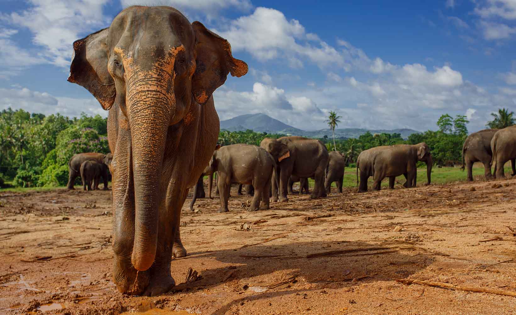 Una storia sostenibile – Conservare la fauna selvatica in Sri Lanka