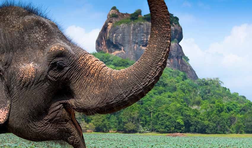 santuário da vida selvagem no Sri Lanka