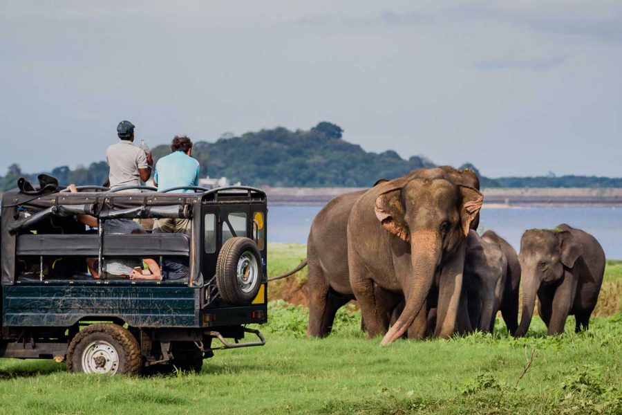 Experiencias de vida salvaje que hay que hacer en Sri Lanka