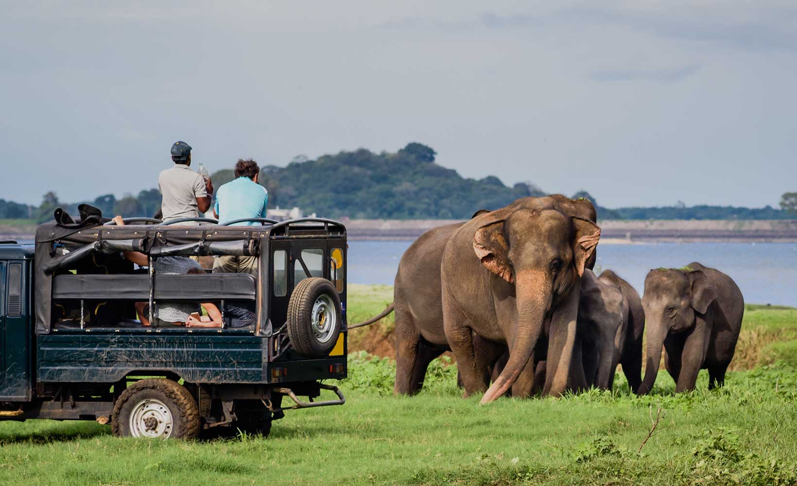 Expériences incontournables de la vie sauvage au Sri Lanka