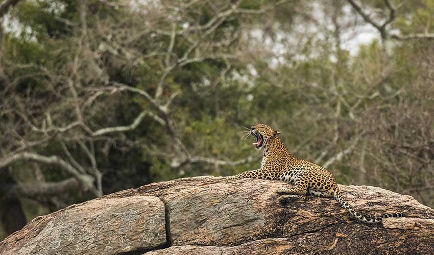 Must Do Wildlife Experiences in Sri Lanka