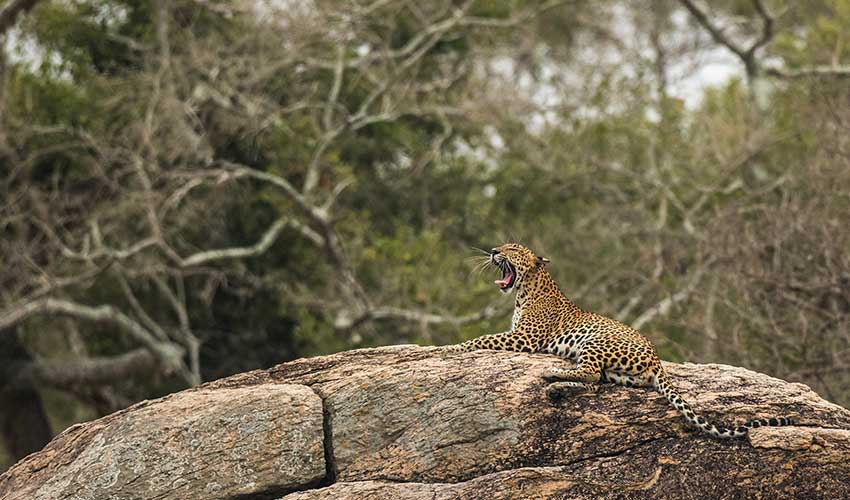 Experiências de Vida Selvagem no Sri Lanka