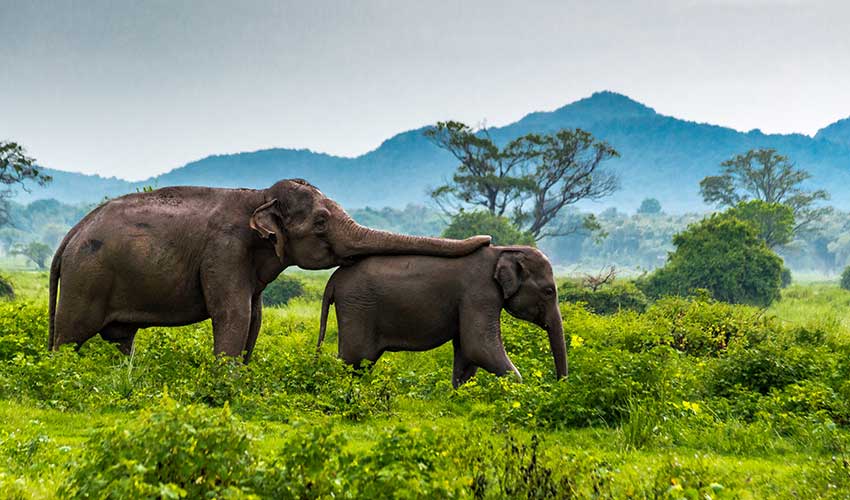 Experiências de Vida Selvagem no Sri Lanka