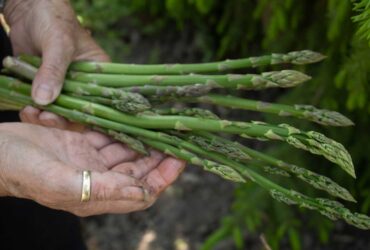 Comer no local como um local
