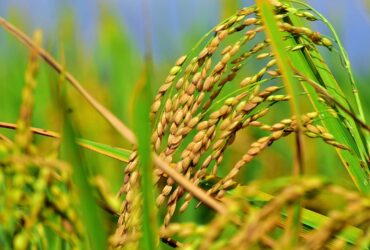 Fêtes des moissons-Inde