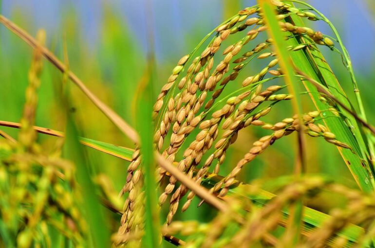 Harvest-Festivals-India