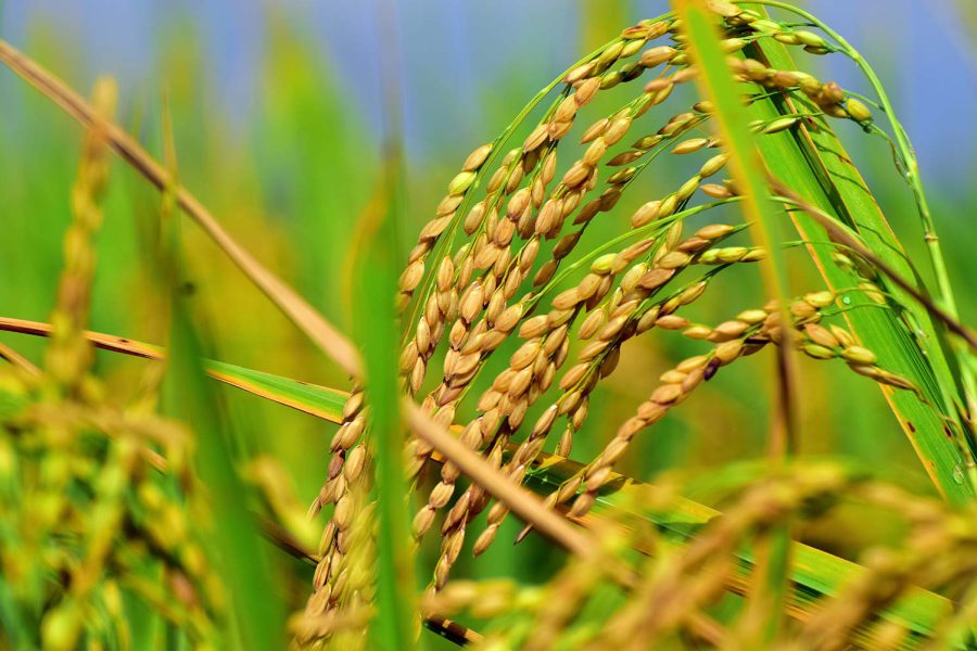 Harvest Festivals – Incredible India