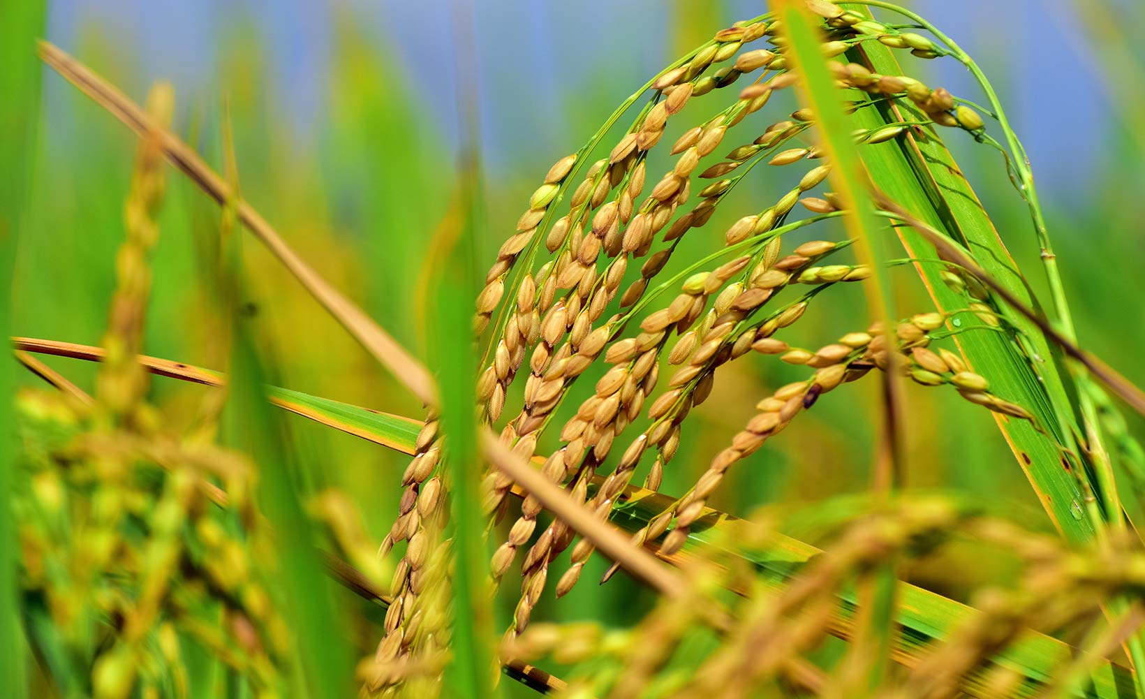 Harvest Festivals – Incredible India