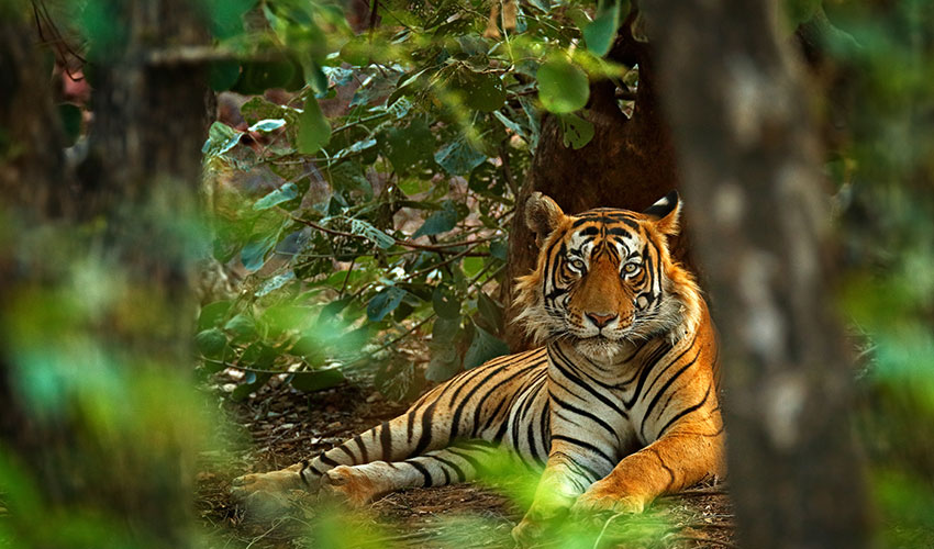 Parc national de Ranthambore