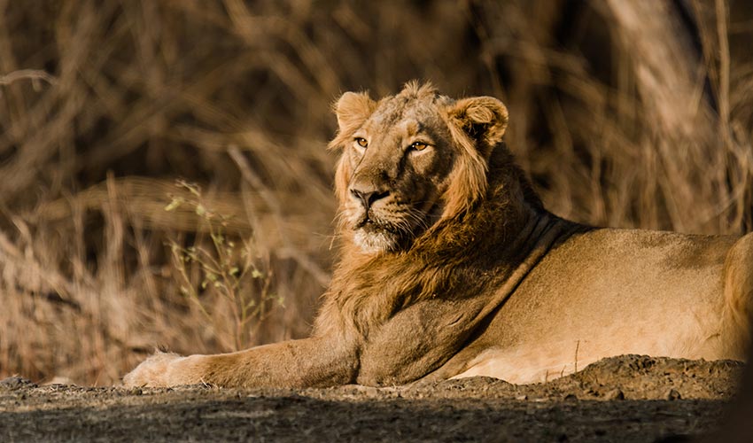 Meilleur séjour et expérience dans le parc national de Gir, Gujarat