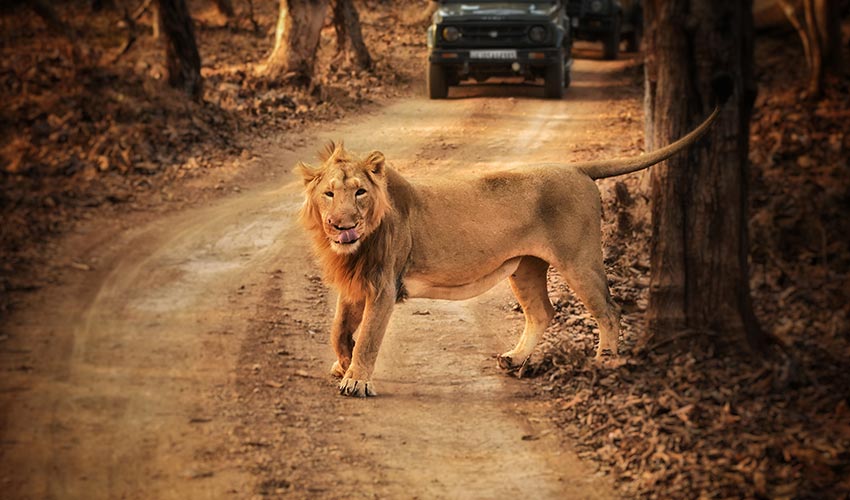 La mejor estancia y experiencia en el Parque Nacional de Gir, Gujarat