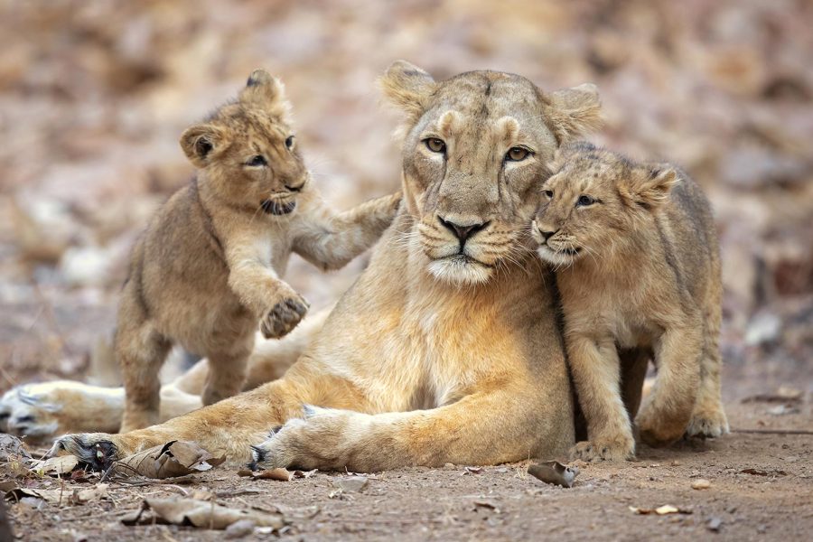 A Travel Guide to the Best Stay And Experience in Gir National Park, Gujarat