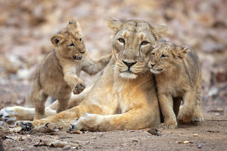 Guida di viaggio al miglior soggiorno e alla migliore esperienza nel Parco Nazionale di Gir, Gujarat