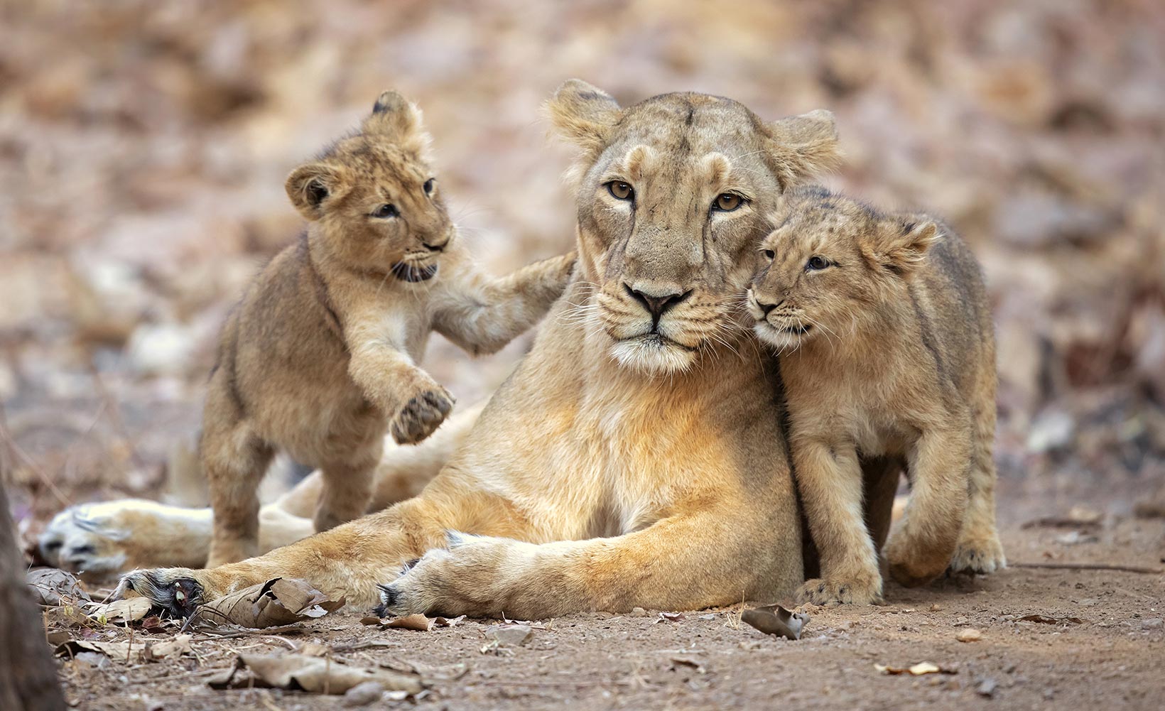 A Travel Guide to the Best Stay And Experience in Gir National Park, Gujarat